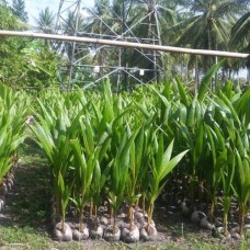 Bibit Kelapa Kopyor Kalianda-Lampung Selatan, Lampung